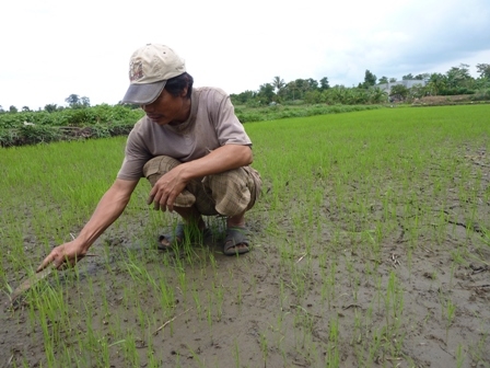 Anh Nguyễn Văn Sở vừa làm cỏ lúa vừa mong nước