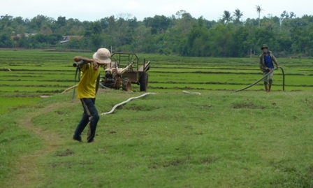 Nhiều hộ khác không đợi được thêm đành bơm nước giếng để cứu lúa