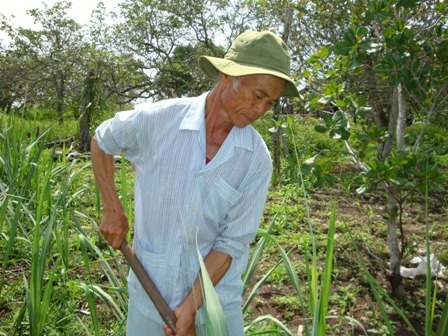 Ông Hoàng Văn Pú (thôn 5, xã Ea Sar, huyện Ea Kar) đang làm vườn.