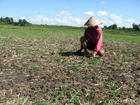 Thiếu nước, nhiều ruộng lúa mọc lên không nổi.