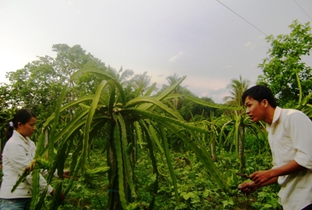 Đoàn viên thanh niên xã đang chăm sóc vườn thanh long.