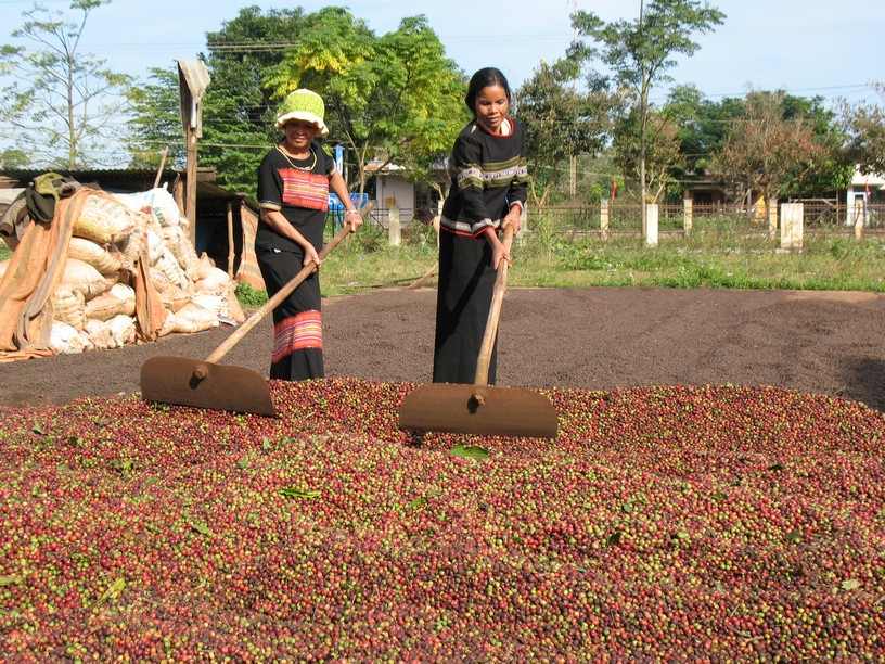 Cà phê Việt Nam được thị trường Mỹ ưa chuộng