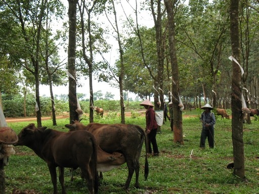 Chăn nuôi bò dưới tán rừng ở xã Ea Toh huyện Krông Năng