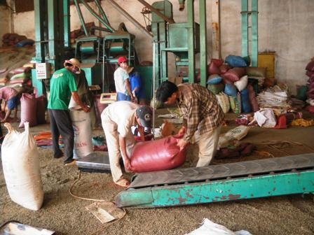 Sơ chế cà phê xuất khẩu tại Doanh nghiệp tư nhân Sơn Hà (TP. Buôn Ma Thuột)