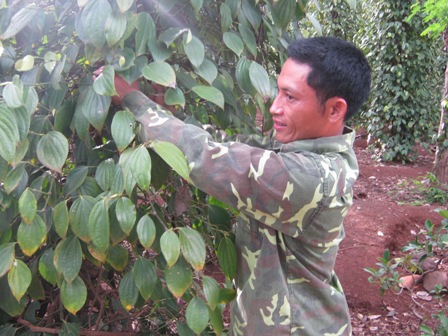 Anh Nguyễn Văn Lạc đang chăm sóc vườn tiêu.