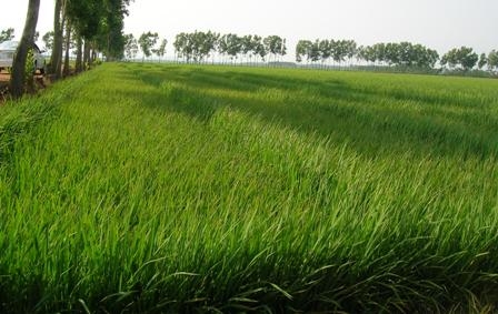 Cánh đồng sản xuất hạt giống lúa lai F1 ở huyện Krông Pak