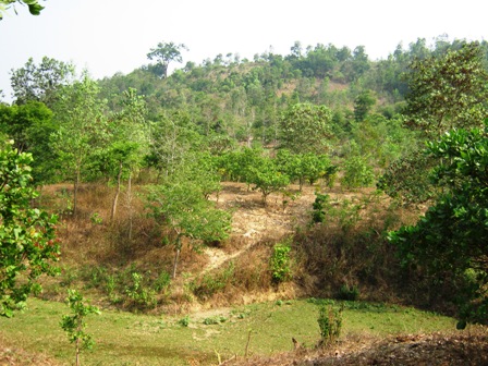 Diện tích đất rừng ở xã Ea Tiêu ngày càng bị thu hẹp.