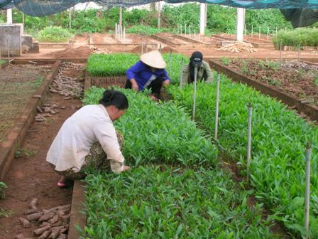 Vườn ươm giống cây lâm nghiệp góp phần tạo thêm thu nhập cho cán bộ, công nhân viên của Công ty Lâm nghiệp Ea Kar.