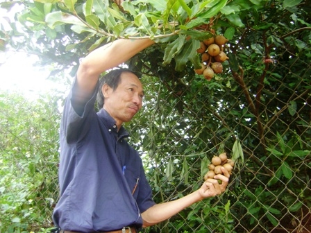 Ông Nguyễn Văn Cúc là nông dân đầu tiên trong tỉnh trồng mác-ca.