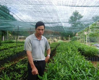 Vườn cây giống ươm hạt của anh Đinh Công Định có nguồn gốc từ Trung Quốc.