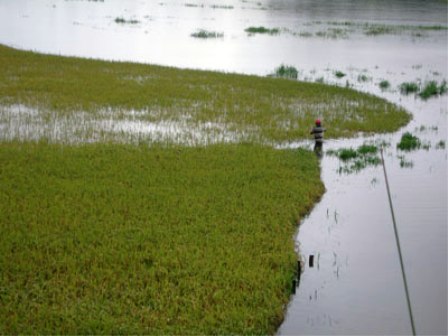 Mưa lũ làm thiệt hại trước hết đến lúa và hoa màu. (Ảnh: T.L)