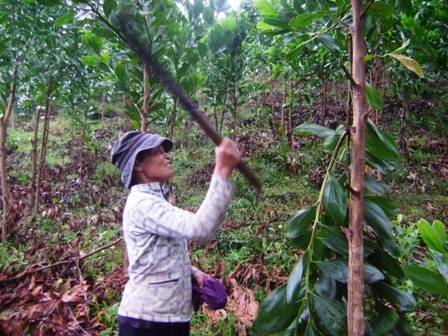 Bà H'Ngơn H'Winh (buôn Thi, xã Ea Trang) đang chăm sóc vườn keo lai gần 2 năm tuổi.