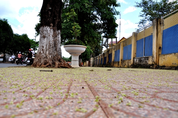 Những cánh hoa nhẹ bay trên vỉa hè...