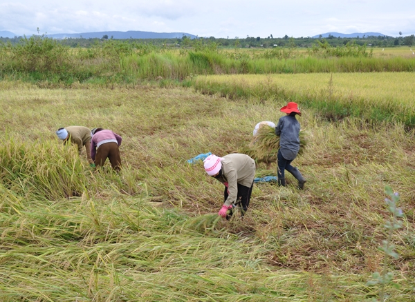 Bà con đang giúp đỡ nhau trong việc thu hoạch lúa tại xã Ea Lê