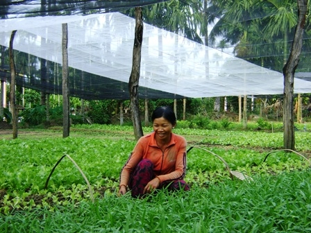 Mô hình trồng rau an toàn của gia đình chị Trần Thị Hương ở thôn 4, xã Khuê Ngọc Điền, huyện Krông Bông.
