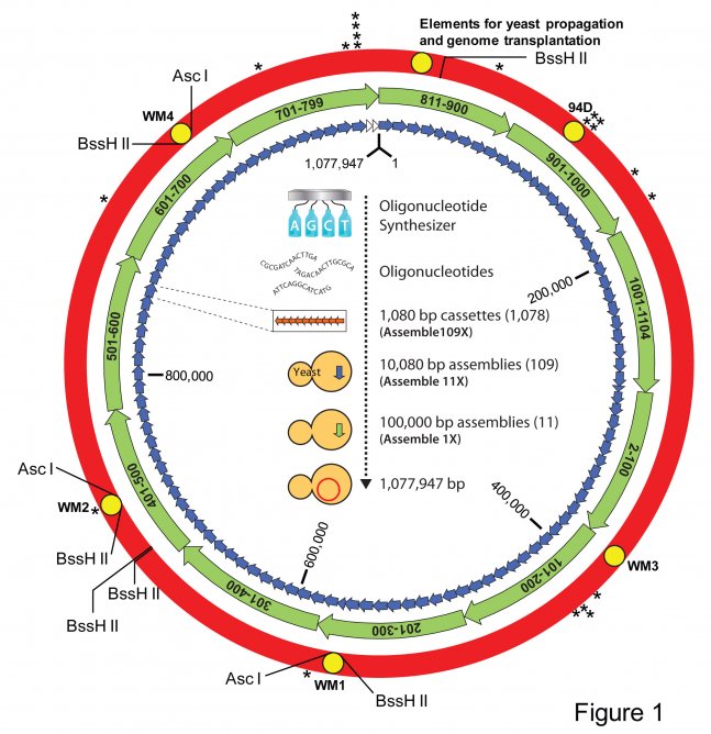 genome-1.jpg