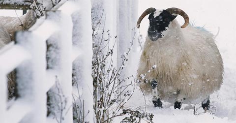 Con cừu xù lông trong giá rét tại Finegand, Scotland