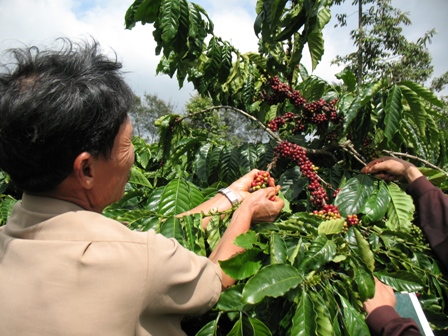 Tỷ lệ quả chín khi hái đạt trên 90%