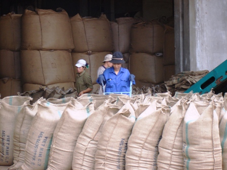 Chế biến cà phê xuất khẩu tại Công ty Đầu tư Xuất nhập khẩu Cà phê Tây Nguyên.