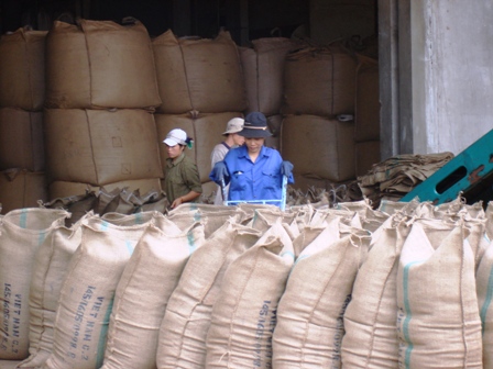 Chế biến cà phê xuất khẩu tại Công ty Đầu tư Xuất nhập khẩu Cà phê Tây Nguyên.