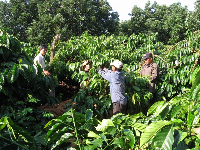 Hiện nay đang vào vụ thu hoạch nhưng nhiều hộ có diện tích cà phê lớn rất khó khăn trong việc thuê nhân công thu hái cà phê mặc dù giá thuê lên đến 100.000 - 120.000 đồng/người/ngày. (Ảnh: Nam Sơn)