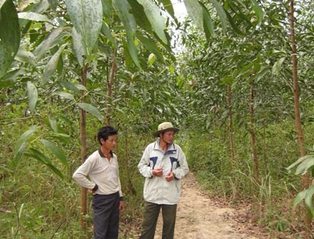 Rừng trồng liên kết giữa Công ty Lâm nghiệp Krông Bông với người dân ở xã Cư Pui (Krông Bông)