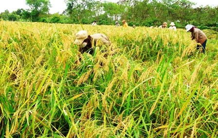 Nguồn nước mát từ hệ thống thủy lợi mang lại cho nông dân những mùa vàng bội thu.