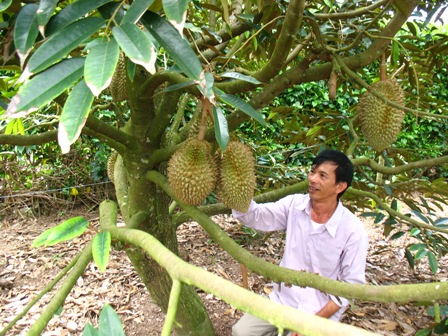 Anh Lương Xuân Tứ giới thiệu giống cây đặc sản trong vườn.