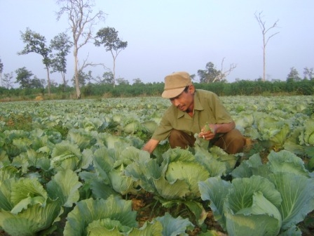 Ông Trí đang chăm sóc vườn bắp cải.