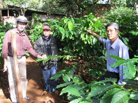 Hội viên nông dân tham quan mô hình vườn cà phê ghép chồi của hộ ông YBLô Niê ở buôn Păn Lăm, phường Tân Lập.