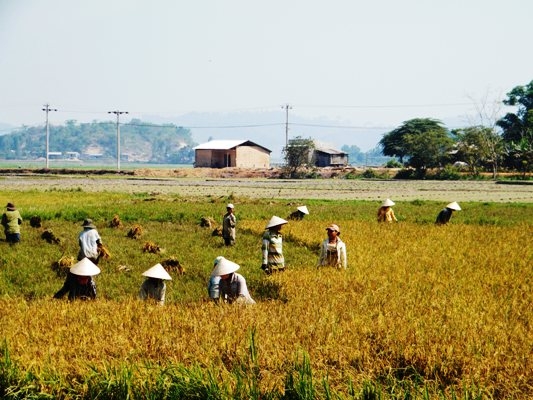 Thu hoạch lúa trên cánh đồng buôn Triết.