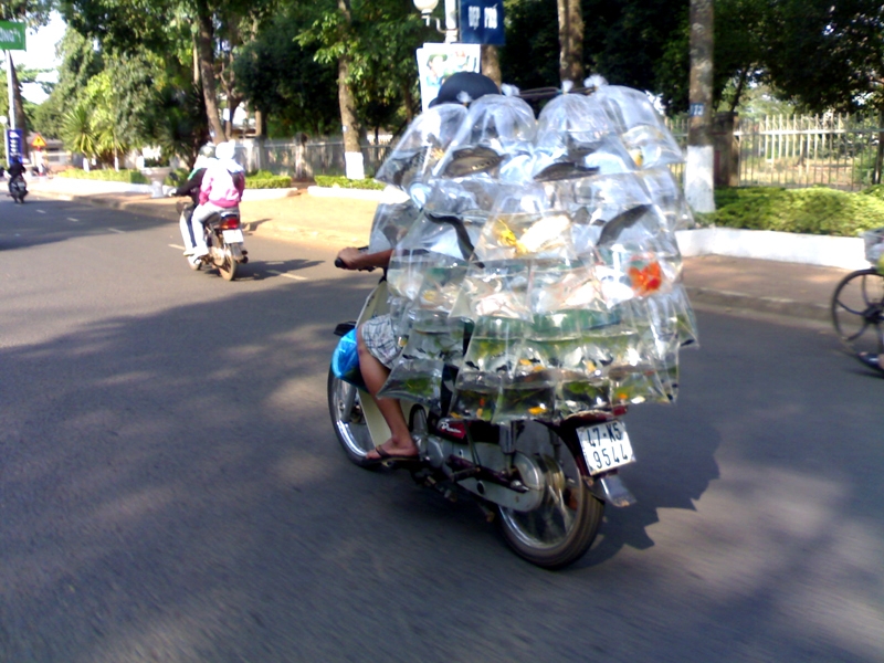 Cá tung tăng trên phố