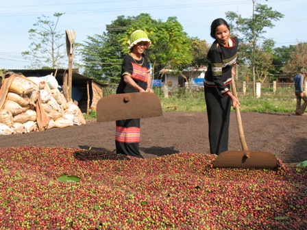 Thu hoạch cà phê ở Dak Lak