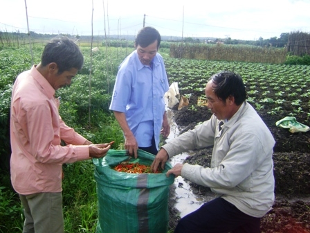 Các nông dân thôn Tân Đức đang trao đổi kinh nghiệm trồng ớt.