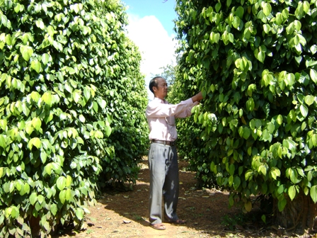 Nguyễn Viết Du xã Ea Knếch, huyện Krông Pak.jpg