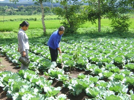 Cán bộ Hội phụ nữ xã kiểm tra mô hình rau xanh của gia đình chị Nguyễn Thị Luôn (thôn Tam Phong, xã Ea Tam, huyện Krông Năng).