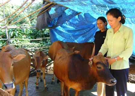 Hội viên phụ nữ xã Ea Kao (TP. Buôn Ma Thuột) phát triển chăn nuôi bò từ nguồn vốn vay Ngân hàng Chính sách - Xã hội.