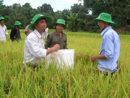 Cán bộ Trung tâm Khuyến nông tỉnh xuống ruộng cùng bà con kiểm tra năng suất mô hình lúa lai.