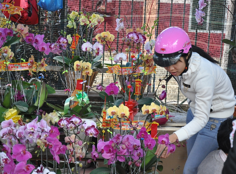 Nhiều người chọn mua hoa phong lan