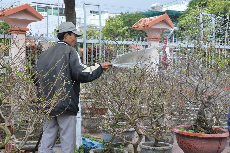 Do thời tiết trở lạnh khác thường vào dịp cuối năm nên hoa mai năm nay không được đẹp như mọi năm