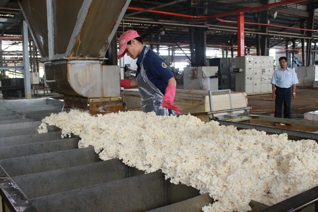 Sản xuất mủ cao su tại Xí nghiệp chế biến và dịch vụ cao su Công ty cao su Dak Lak