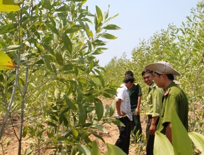 Xử lý tốt thực bì, làm đường băng cản lửa là những giải pháp hữu hiệu để phòng chống cháy rừng