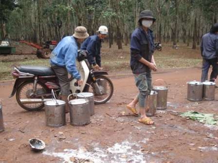 Công nhân Nông trường Cao su Cư Kpô đang thu hoạch mủ. (Ảnh: N.H)