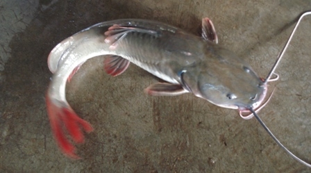 Cá lăng đuôi đỏ câu được ở sông Sêrêpôk.