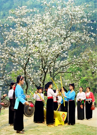 Hoa ban trắng và lễ hội của người Thái. (Ảnh: Tấn Vịnh)