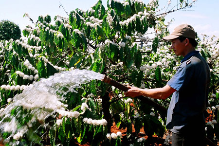 Để đạt năng suất cao, cây cà phê luôn cần được bảo đảm về nguồn nước tưới. (Ảnh: T.L)