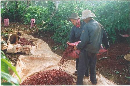 Công ty Cà phê Thắng Lợi (Krông Pak) là một trong số doanh nghiệp chú trọng đến việc thu hái cà phê quả chín.