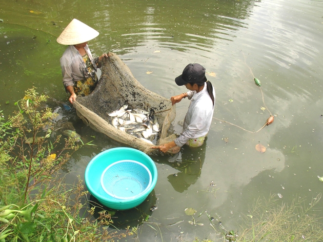 Ngư nghiệp, nuôi trồng thủy sản là một trong những 