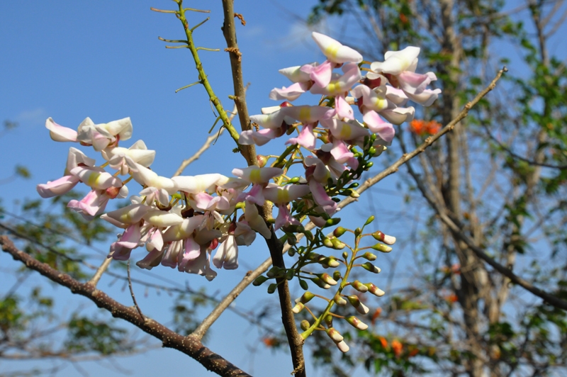 Đỗ mai hồng phớt