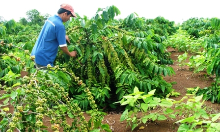 Viện Khoa học Kỹ thuật Nông - Lâm nghiệp Tây Nguyên hỗ trợ huyện Cư M’gar xây dựng vường nhân chồi cà phê vối cao sản để cải tạo các vườn cây cà phê kém hiệu quả của địa phương. (Ảnh: T.L)